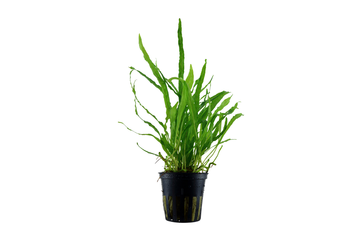 Microsorum pteropus 'Narrow' (Topf)