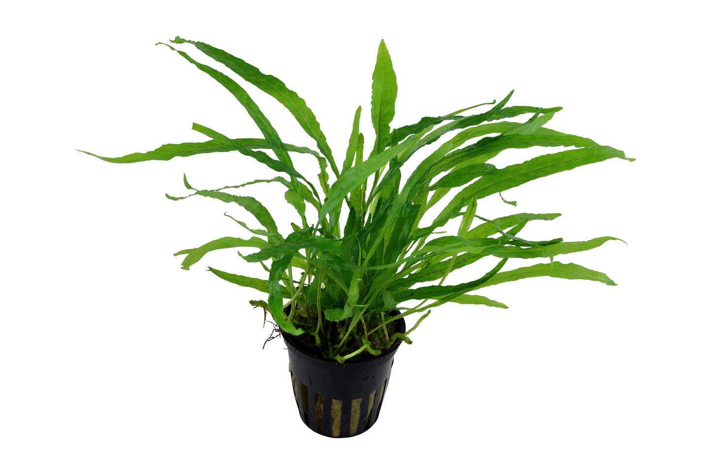 Microsorum pteropus 'Narrow' (Topf)