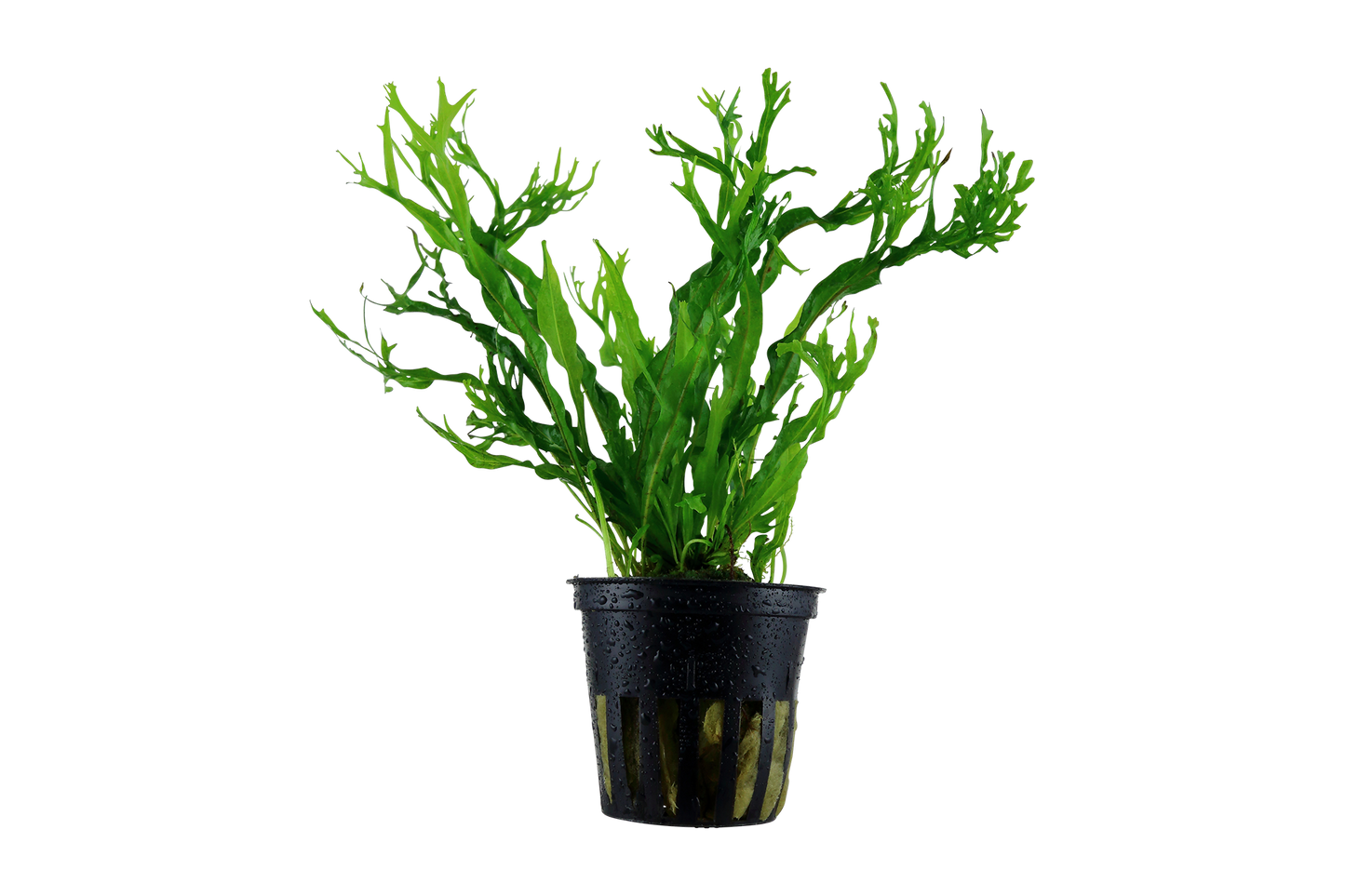 Microsorum pteropus 'Windeløv' (Topf)