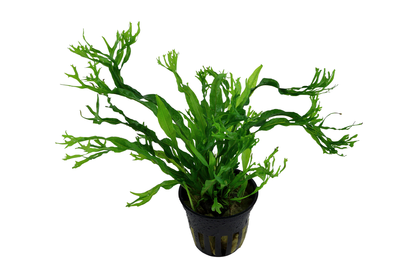 Microsorum pteropus 'Windeløv' (Topf)