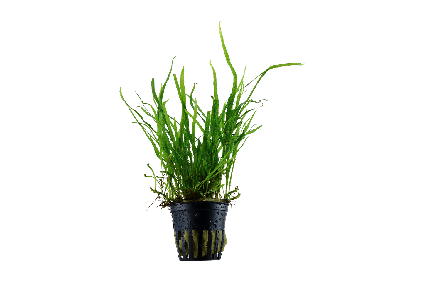 Microsorum pteropus 'Trident' (Topf)