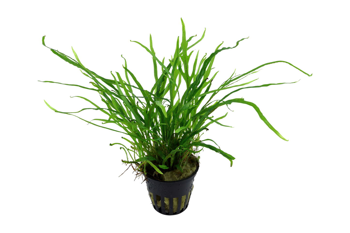 Microsorum pteropus 'Trident' (Topf)