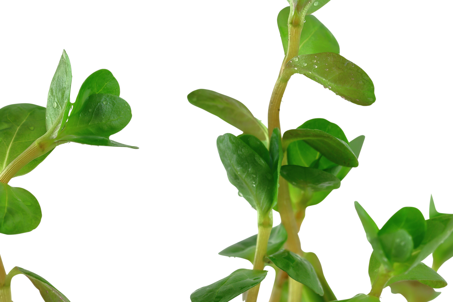 Rotala rotundifolia (Topf)