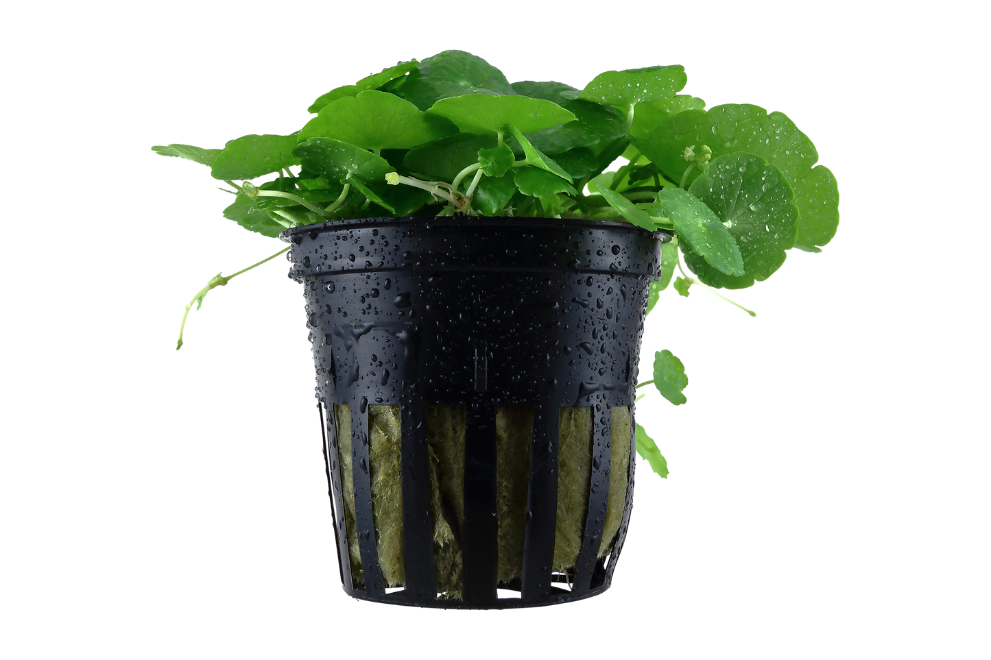 Hydrocotyle verticillata (Topf)