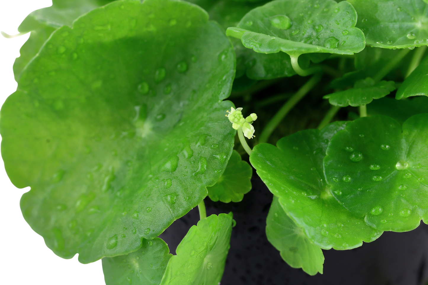 Hydrocotyle verticillata (Topf)