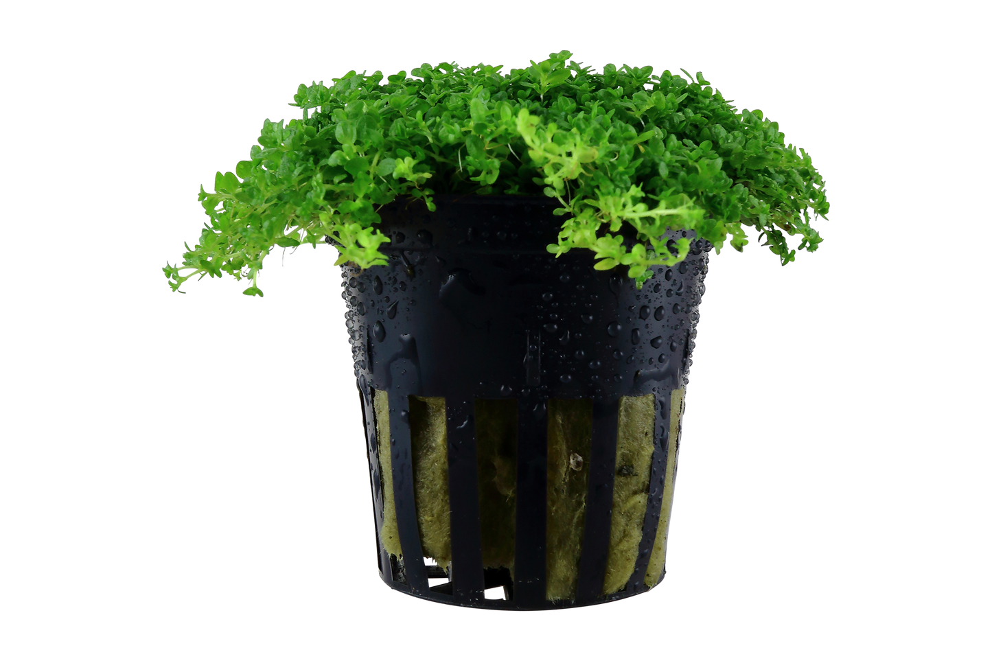 Micranthemum callitrichoides ´Cuba´ (Topf)