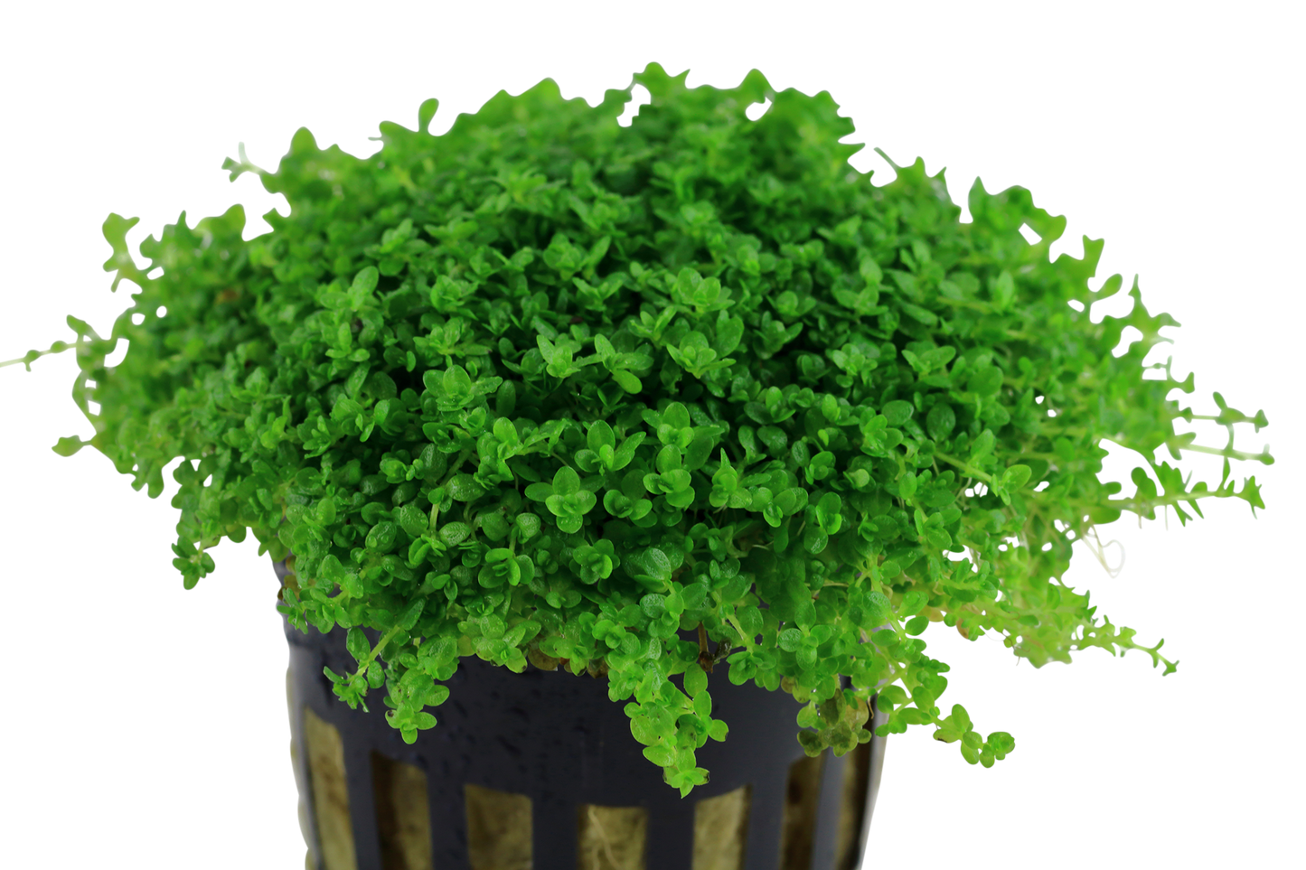 Micranthemum callitrichoides ´Cuba´ (Topf)