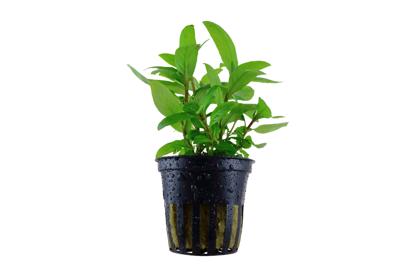 Staurogyne repens (Topf)