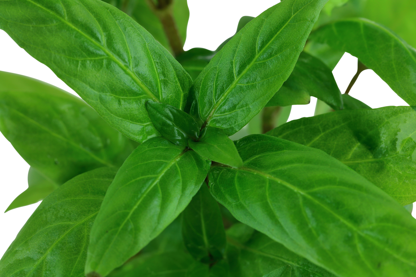 Staurogyne repens (Topf)