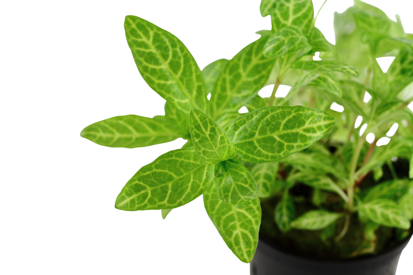 Hygrophila polysperma 'Rosanervig' (Topf)