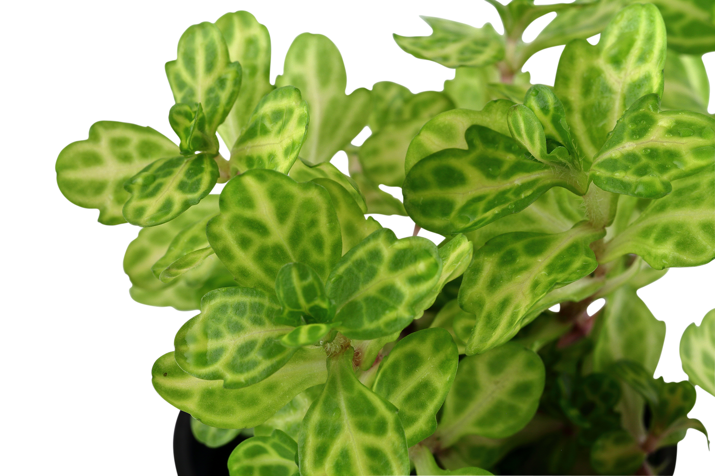 Shinnersia rivularis 'Weiss-Grün' (Topf)