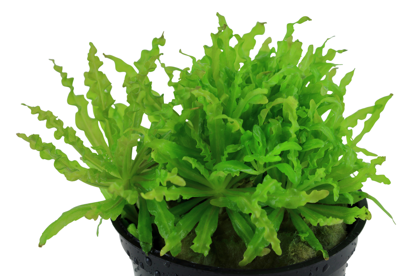 Pogostemon helferi (Topf)