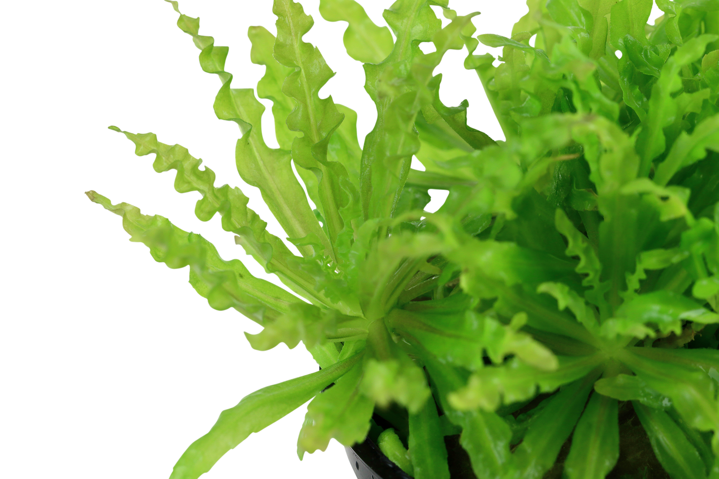 Pogostemon helferi (Topf)