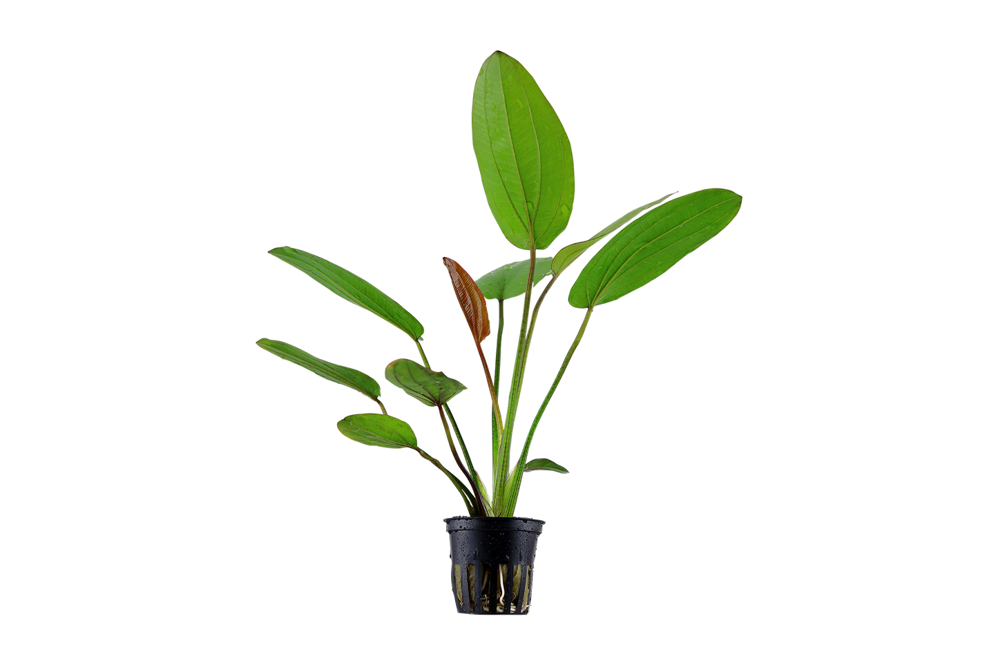 Echinodorus x barthii (Topf)