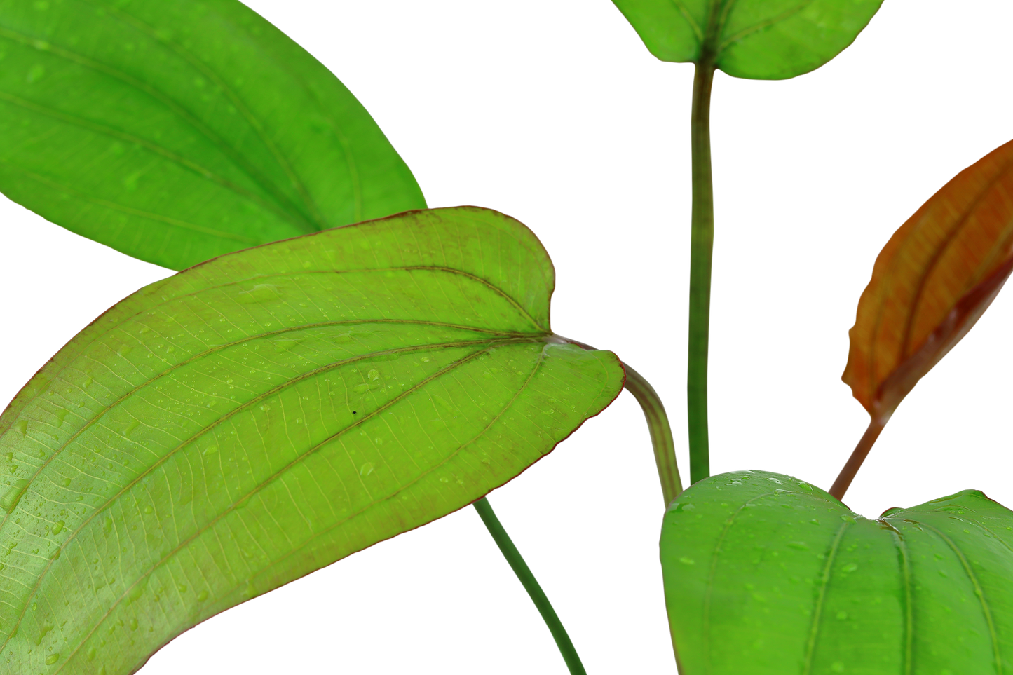 Echinodorus x barthii (Topf)