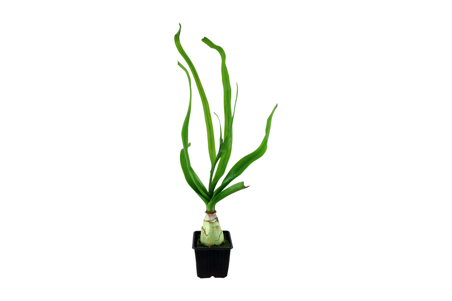 Crinum thaianum XL