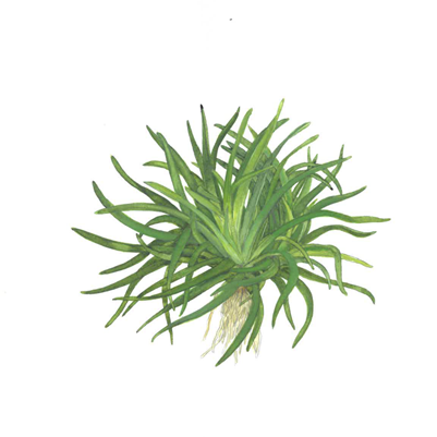 Eriocaulon sp. 'Vietnam' im Topf