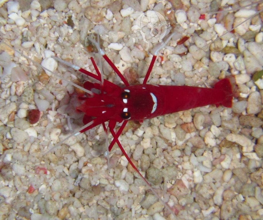 Lysmata debelius Kardinalsgarnele