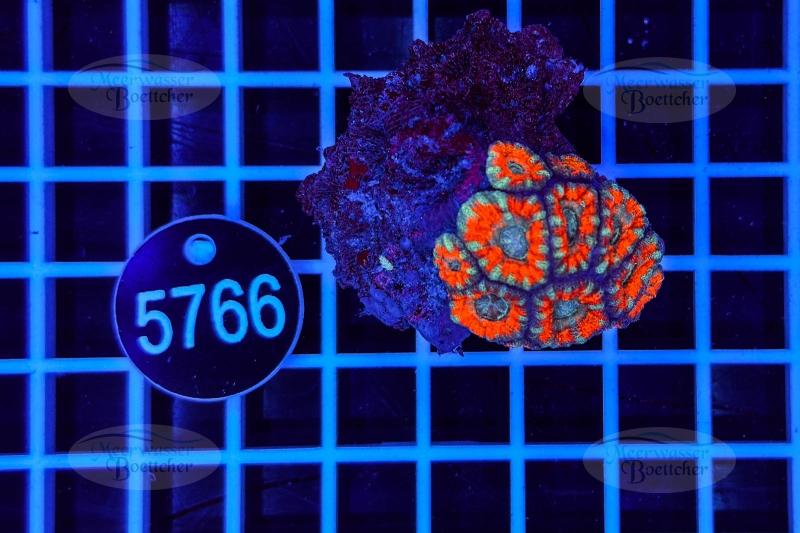 Acanthastrea lordhowensis | LPS Koralle | WYSIWYG