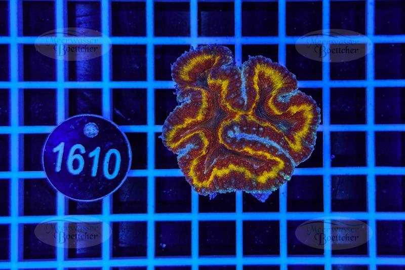 Symphyllia sp. | LPS Koralle | WYSIWYG