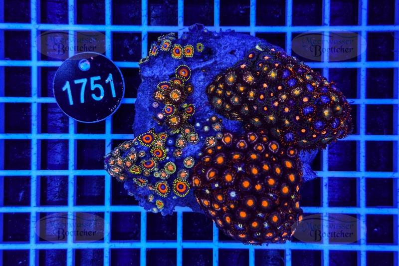 Zoanthus | Weichkoralle | WYSIWYG