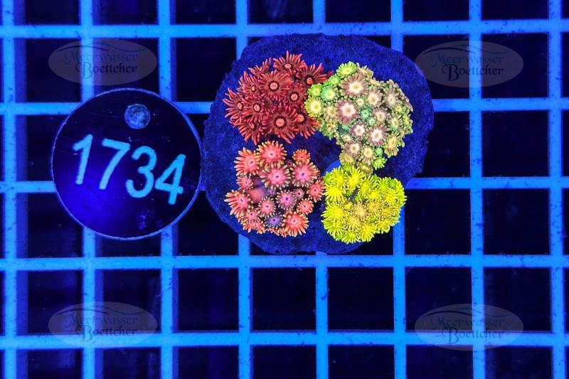 Goniopora Garden | LPS Mix | WYSIWYG