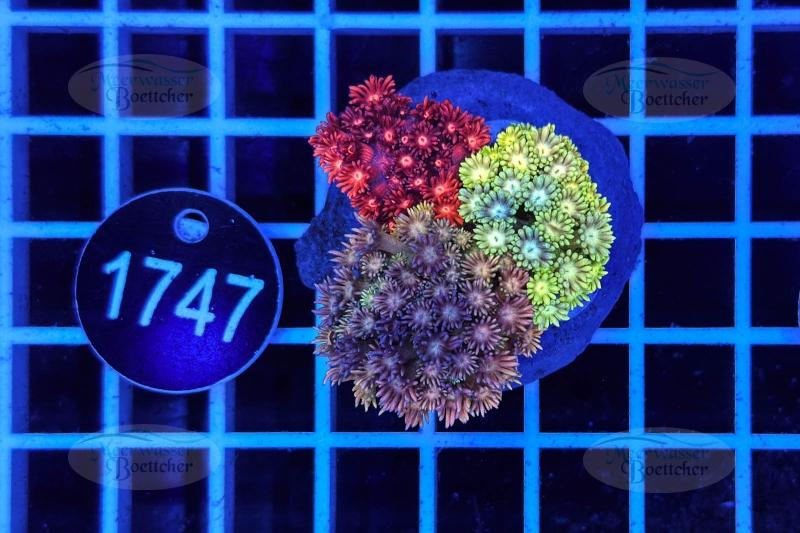 Goniopora Garden | LPS Mix | WYSIWYG