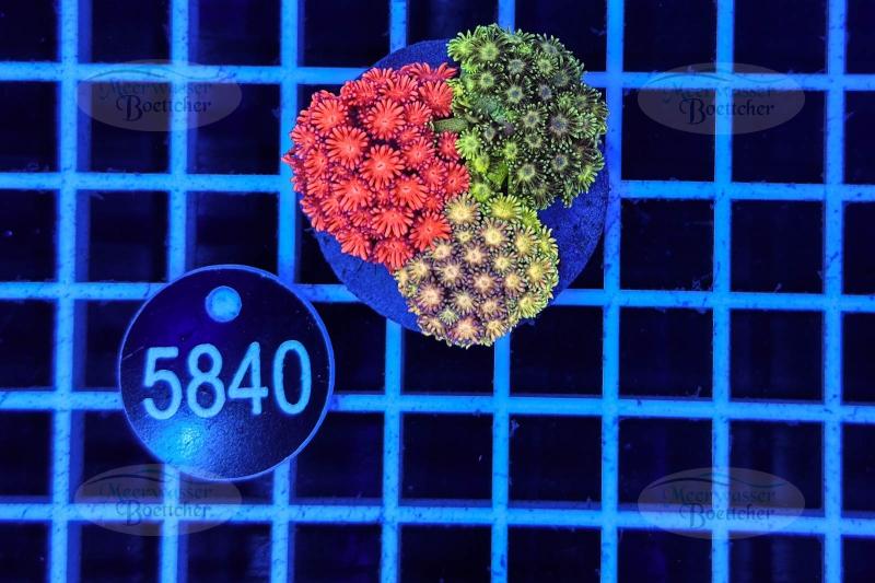 Goniopora Garden | LPS mix | WYSIWYG