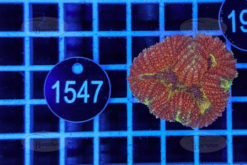 Symphyllia | LPS Koralle | WYSIWYG