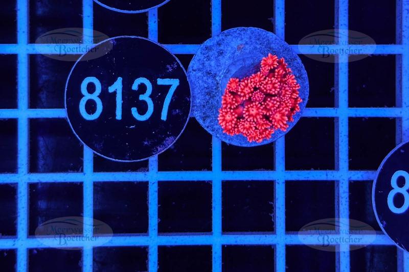 Goniopora | LPS Koralle | WYSIWYG