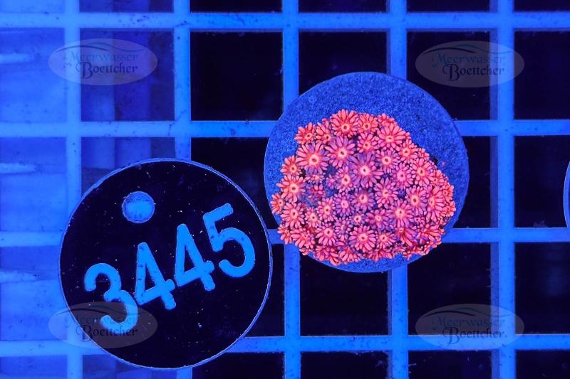 Goniopora | LPS Koralle | WYSIWYG