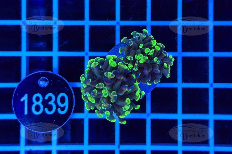 Euphyllia paraancora | LPS Coral | WYSIWYG