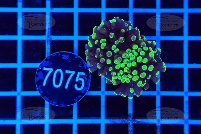 Euphyllia paraancora | LPS Coral | WYSIWYG