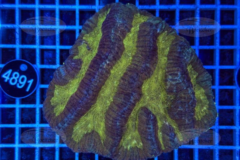 Symphyllia | LPS Coral | WYSIWYG