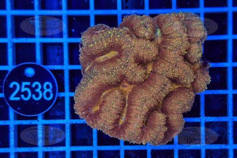 Symphyllia | LPS Koralle | WYSIWYG