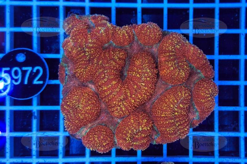 Symphyllia | LPS Coral | WYSIWYG