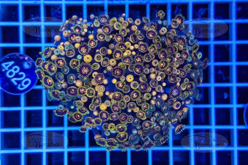 Zoanthus | Soft coral | WYSIWYG