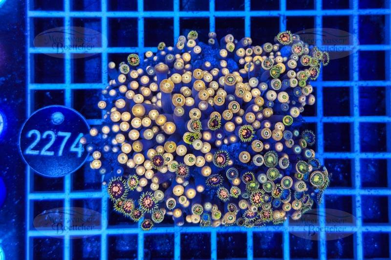 Zoanthus | Soft coral | WYSIWYG