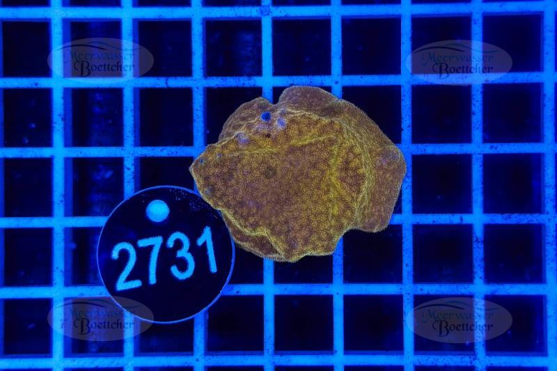 Montipora | SPS Koralle | WYSIWYG