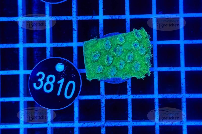 Turbinaria | LPS Coral | WYSIWYG