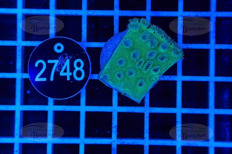 Turbinaria | LPS Coral | WYSIWYG