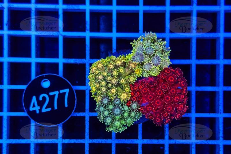 Goniopora Garden | LPS mix | WYSIWYG