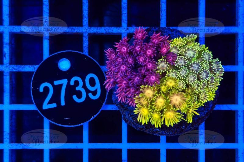 Jardin de Goniopora | Mélange LPS | Ce que vous voyez est ce que vous obtenez