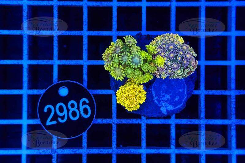 Goniopora Garden | LPS Mix | WYSIWYG