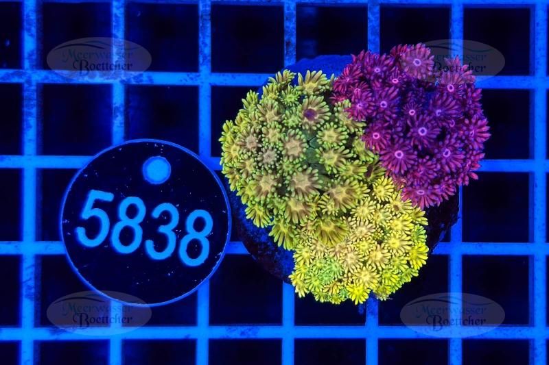 Goniopora Garden | LPS mix | WYSIWYG