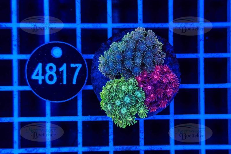 Goniopora Garden | LPS mix | WYSIWYG