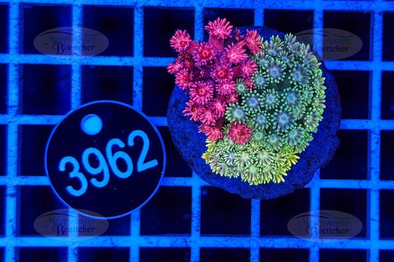 Goniopora Garden | LPS mix | WYSIWYG