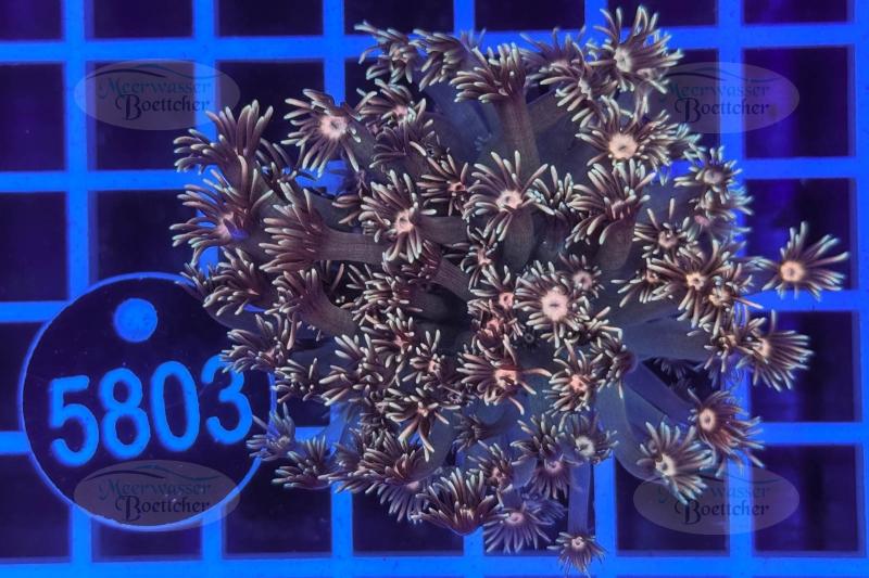 Goniopora | LPS Koralle | WYSIWYG