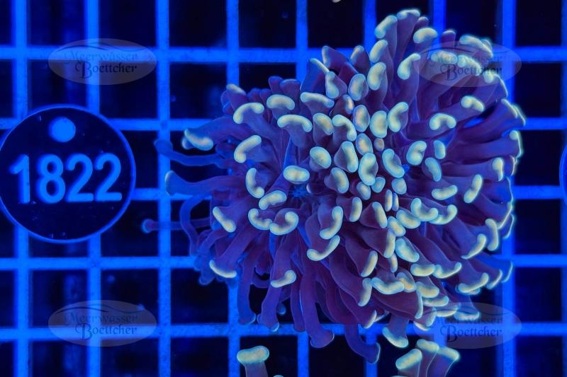 Euphyllia paraancora | Corail LPS | WYSIWYG