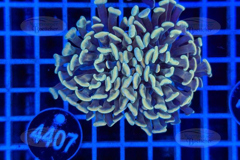 Euphyllia paraancora | LPS Koralle | WYSIWYG